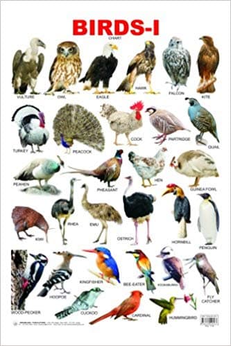 Birds-1 Chart by Dreamland Publication