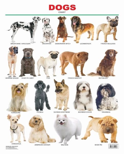 Dogs Chart by Dreamland Publication