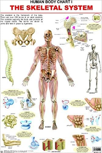 Human Body Chart 1 The Skeleton System by Dreamland Publication