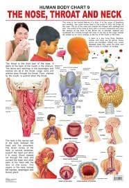 Human Body Chart 9 The Nose, Throat and Neck by Dreamland Publication
