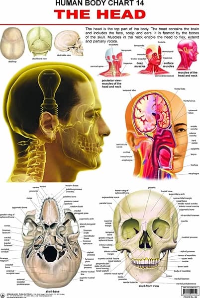 Human Body Chart 14 The Head by Dreamland Publication