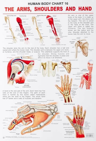 Human Body Chart 16 The Arms, Shoulders and Hand by Dreamland Publication
