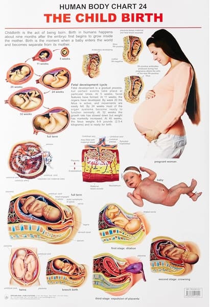 Human Body Chart 24 The Child BIrth by Dreamland Publication