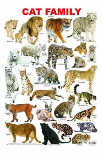 Cat Family Chart by Dreamland Publication