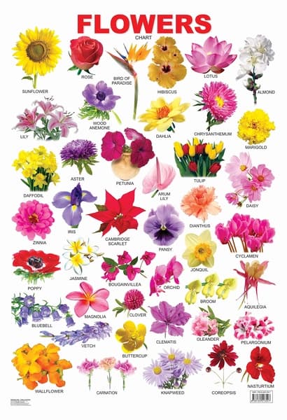 Flower chart by Dreamland Publication